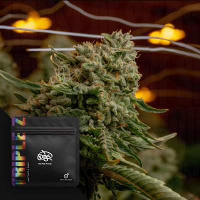 Doja Genetics - Triple Z regular