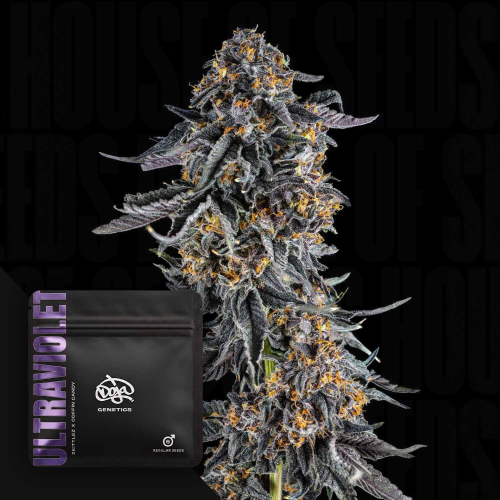 Doja Genetics - Ultraviolet regular
