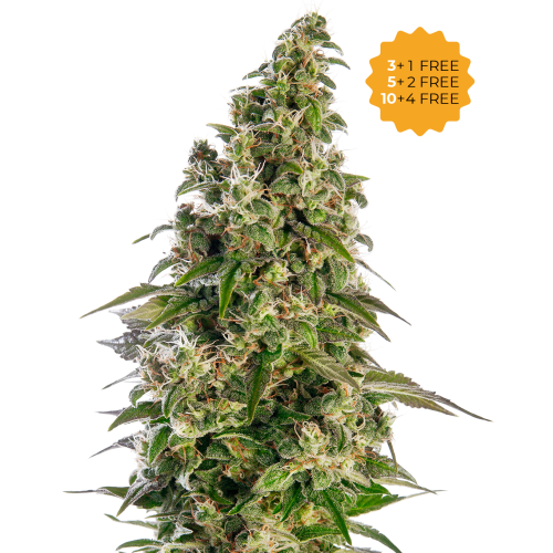 Sensi Seeds - Afghani #1 Automatic