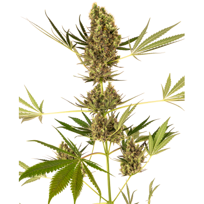 Sensi Seeds - Alpine Delight CBD Automatic