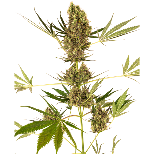 Sensi Seeds - Alpine Delight CBD Automatic