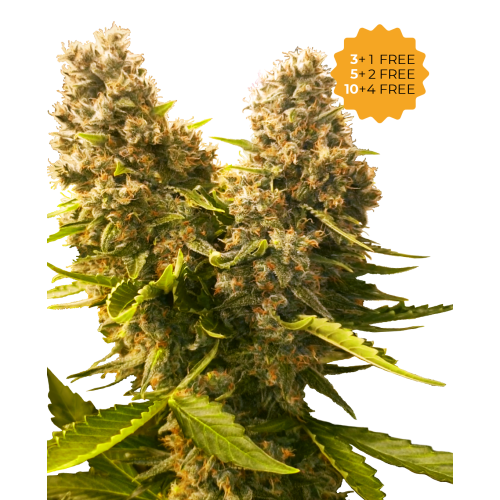 Sensi Seeds - Banana Kush Cake Automatic