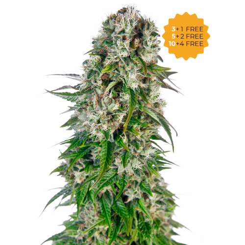 Sensi Seeds - Big Bud Automatic