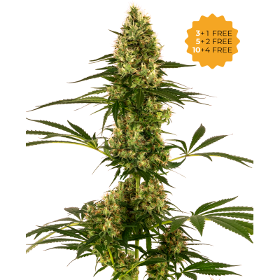 Sensi Seeds - Blue Bullet Automatic