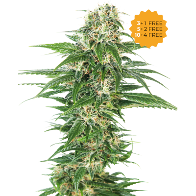 Sensi Seeds - Early Skunk Automatic