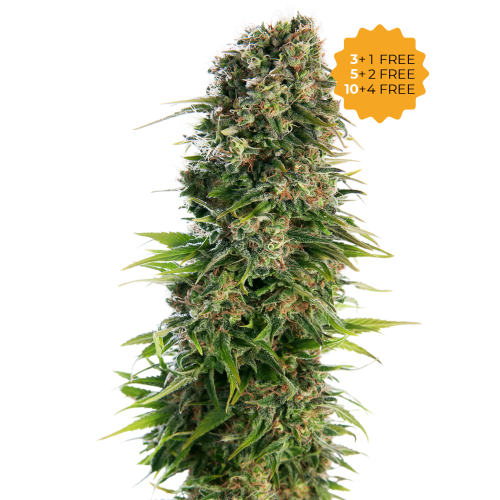 Sensi Seeds - Hindu Kush Automatic