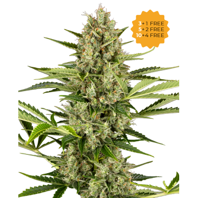 Sensi Seeds - Jack Herer Automatic