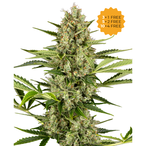 Sensi Seeds - Jack Herer Automatic