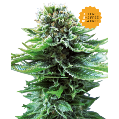 Sensi Seeds - Northern Lights Automatic