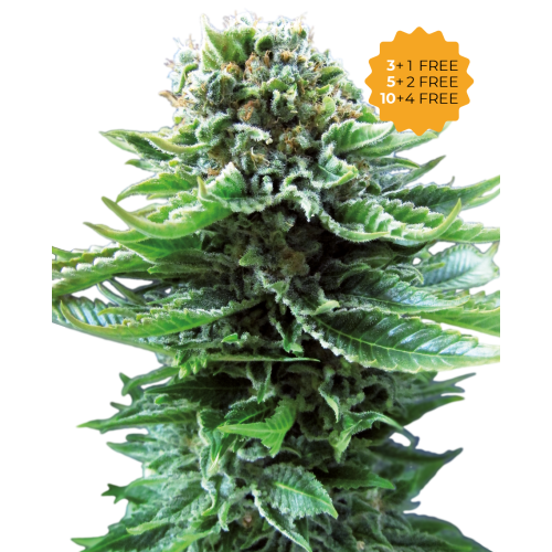 Sensi Seeds - Northern Lights Automatic