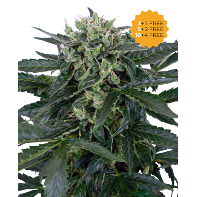 Sensi Seeds - Sensi Amnesia Automatic