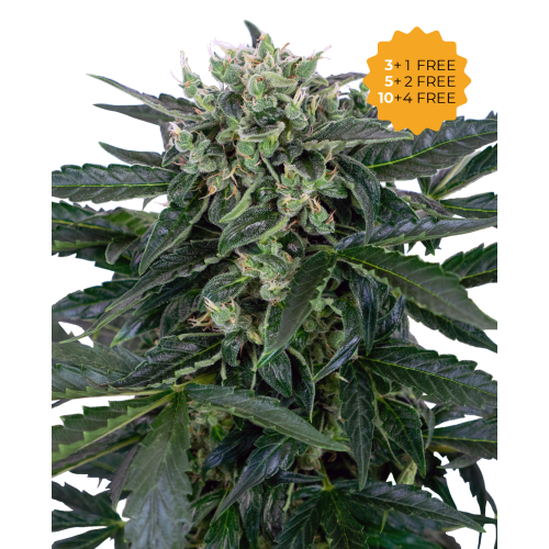 Sensi Seeds - Sensi Amnesia Automatic