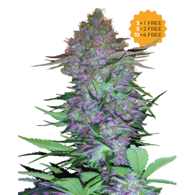 Sensi Seeds - Purple Skunk Automatic