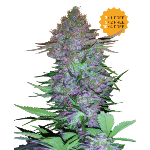 Sensi Seeds - Purple Skunk Automatic