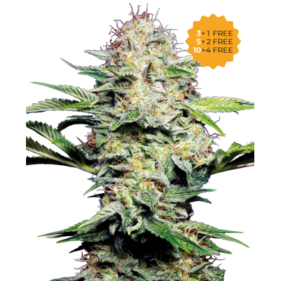 Sensi Seeds - Sensi Skunk Automatic