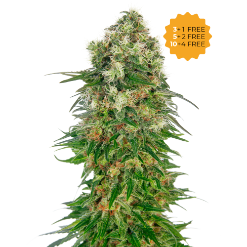 Sensi Seeds - Shiva Skunk Automatic