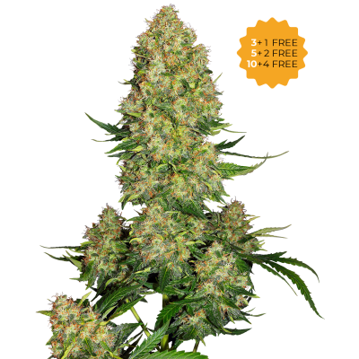 Sensi Seeds - Skunk #1 Automatic