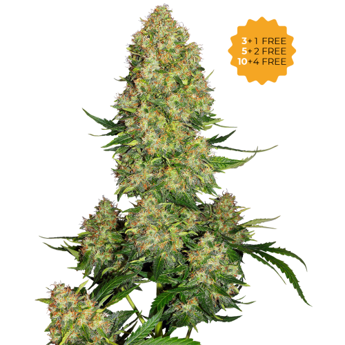 Sensi Seeds - Skunk #1 Automatic