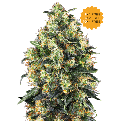 Sensi Seeds - Super Skunk Automatic