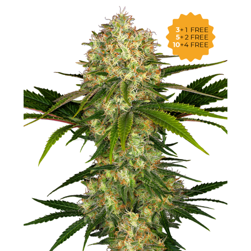 Sensi Seeds - Afghani #1
