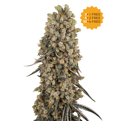Sensi Seeds - Atomic Blue Dream