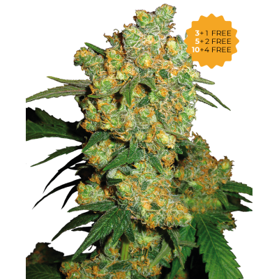 Sensi Seeds - Big Bud