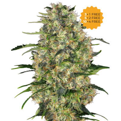 Sensi Seeds - Black Domina