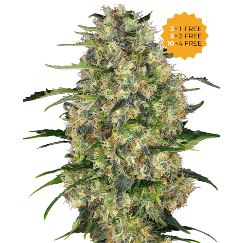 Sensi Seeds - Black Domina