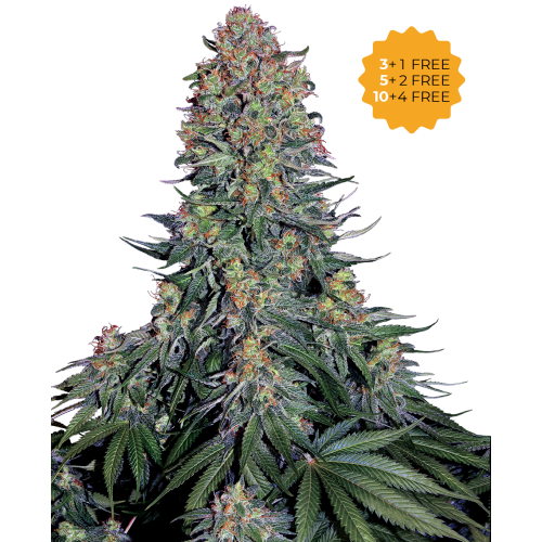 Sensi Seeds - Blue Skunk