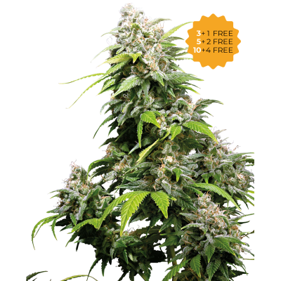 Sensi Seeds - California Indica