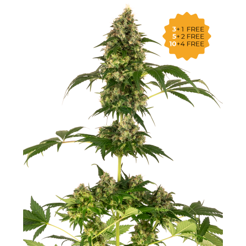 Sensi Seeds - Cobalt Haze