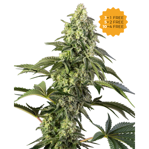 Sensi Seeds - Cosmic Kiss