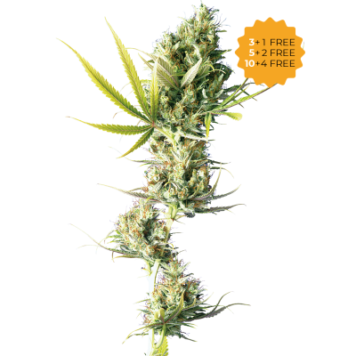 Sensi Seeds - Durban