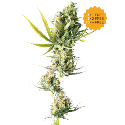 Sensi Seeds - Durban