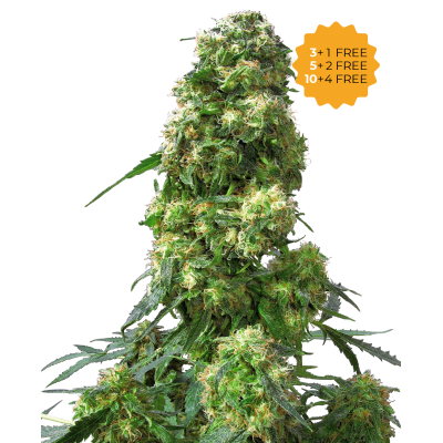 Sensi Seeds - Early Skunk