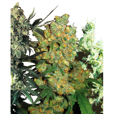 Sensi Seeds - Feminizovaný Mix