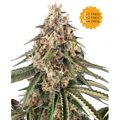 Sensi Seeds - Garlic Gas