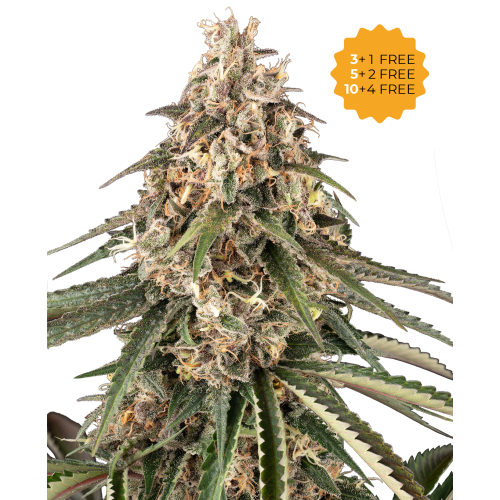Sensi Seeds - Garlic Gas