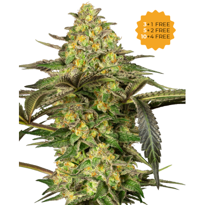 Sensi Seeds - Grapevine Candy