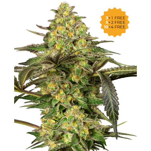 Sensi Seeds - Grapevine Candy