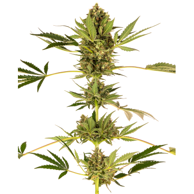 Sensi Seeds - Himalayan CBD