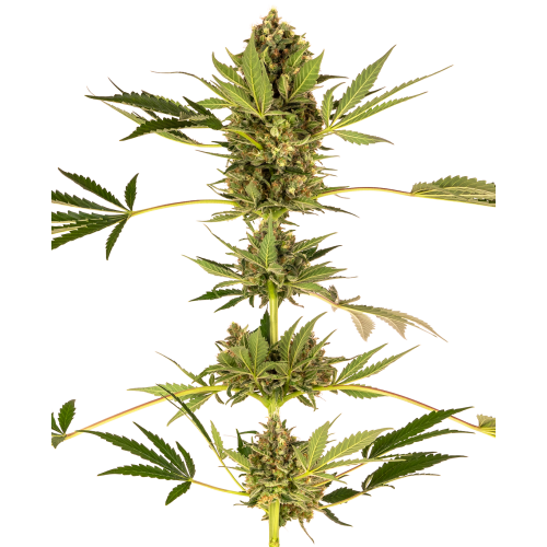 Sensi Seeds - Himalayan CBD