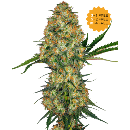 Sensi Seeds - Hindu Kush