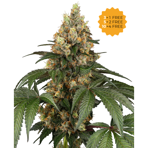 Sensi Seeds - Chocolate Rainbow XXL