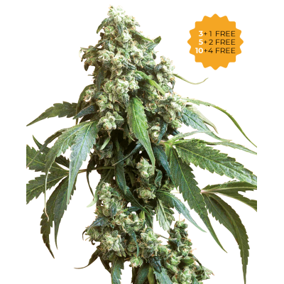 Sensi Seeds - Jack Flash #5