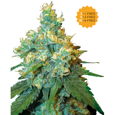 Sensi Seeds - Jack Herer
