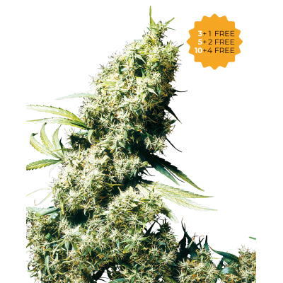 Sensi Seeds - Jamaican Pearl