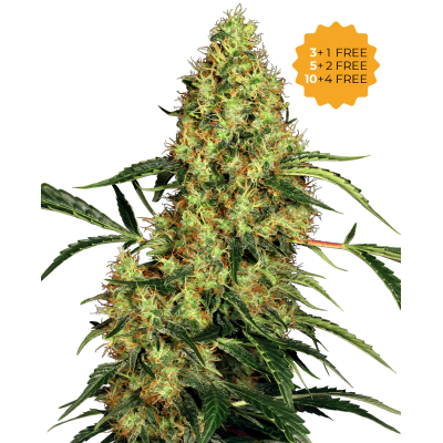 Sensi Seeds - Mexican Sativa