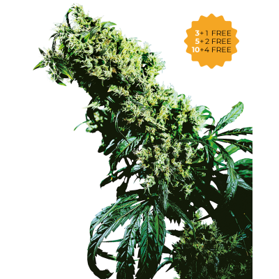 Sensi Seeds - Northern Lights #5 x Haze