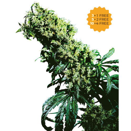 Sensi Seeds - Northern Lights #5 x Haze
